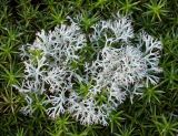 Cladonia rangiferina