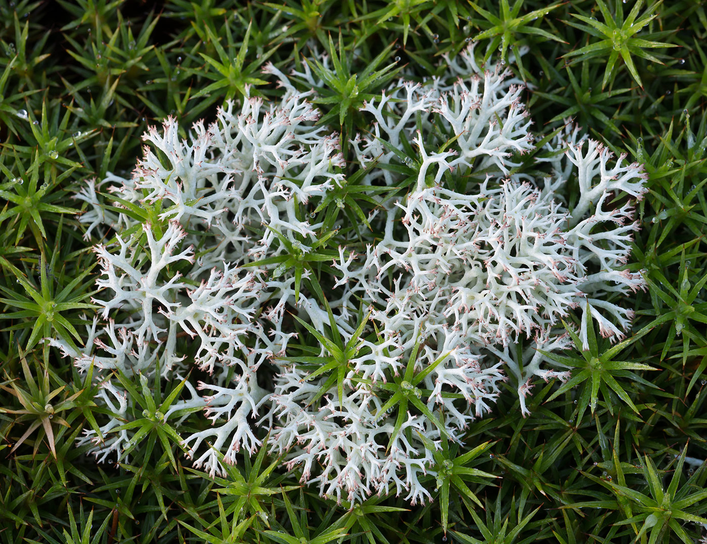 Image of Cladonia rangiferina specimen.