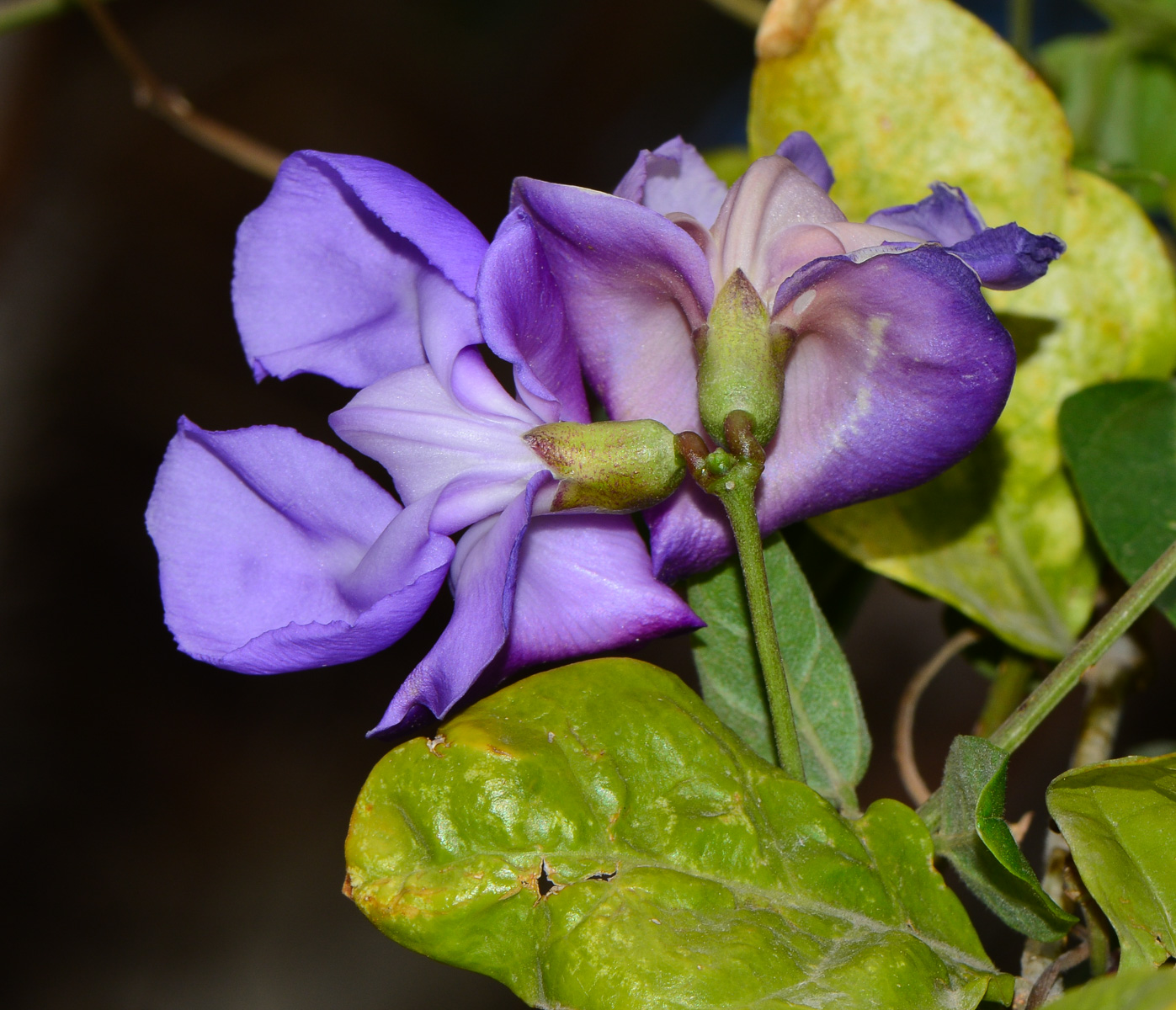 Изображение особи Vigna speciosa.