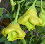 Capsicum annuum. Незрелые плоды (декоративная форма). Узбекистан, г. Ташкент, пос. Улугбек, в культуре. 30.08.2017.