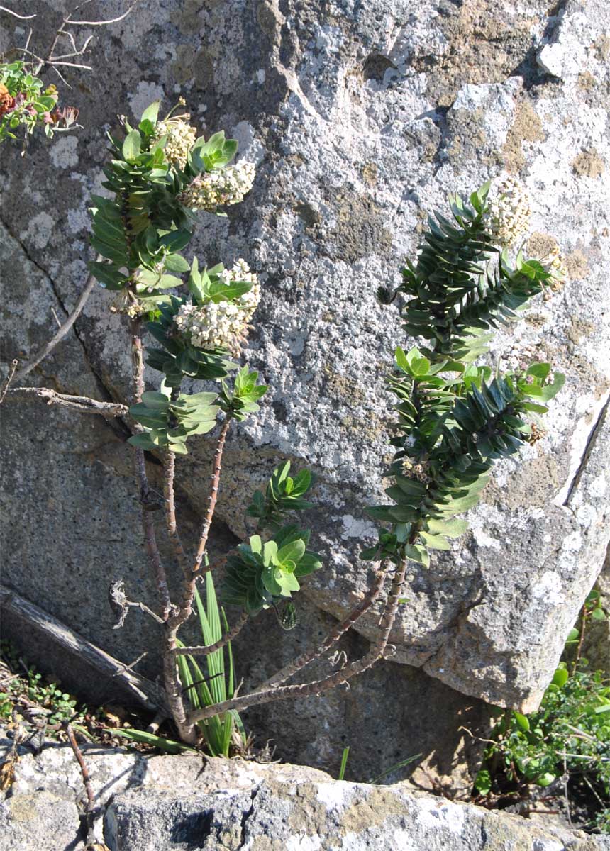 Изображение особи Gomphocarpus cancellatus.