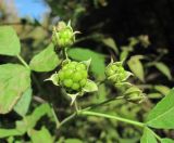 Rubus caesius. Незрелые плоды. Краснодарский край, Абинский р-н, окр. пос. Новый, у лесной дороги. 05.10.2017.