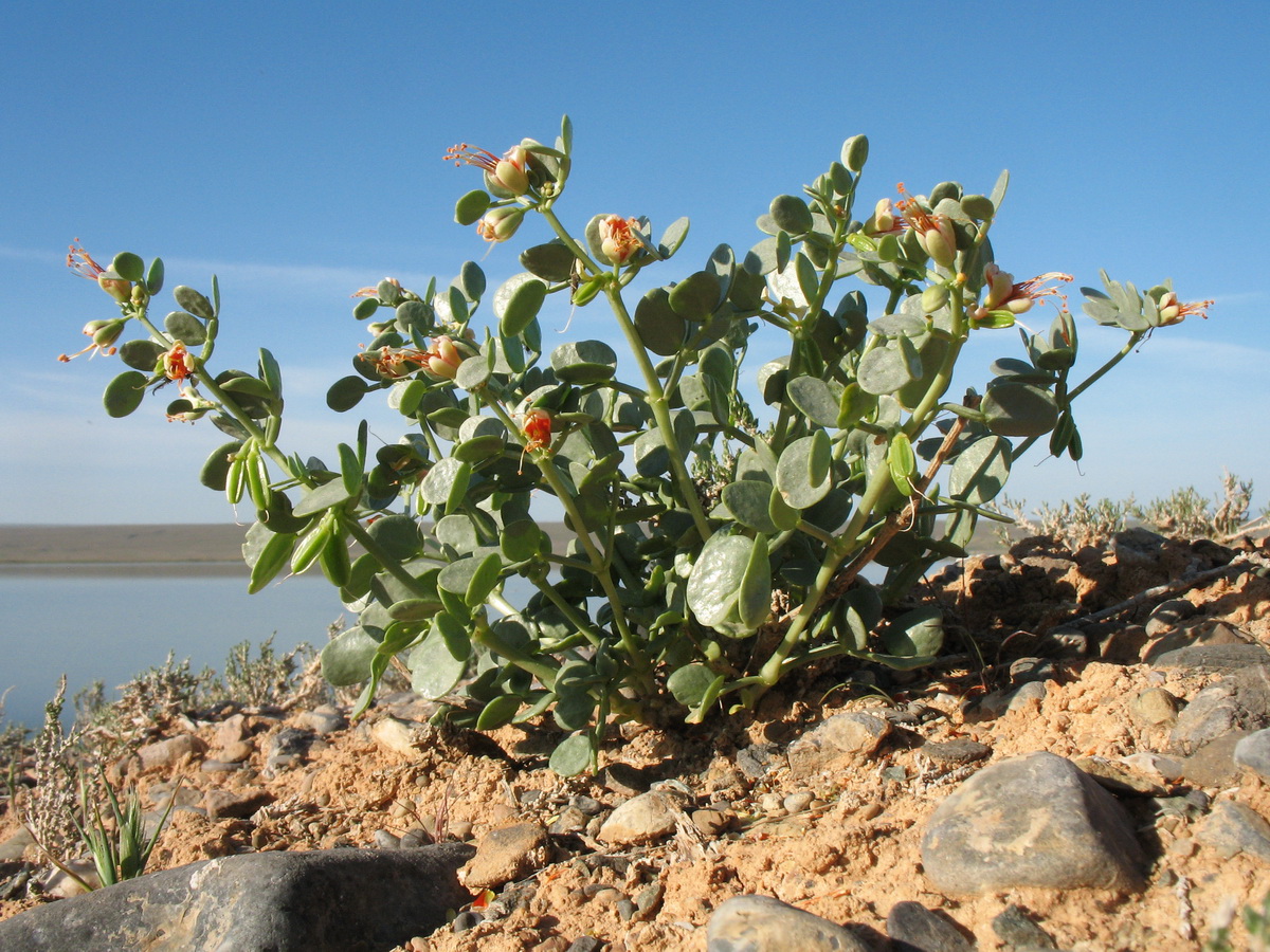 Image of Zygophyllum iliense specimen.