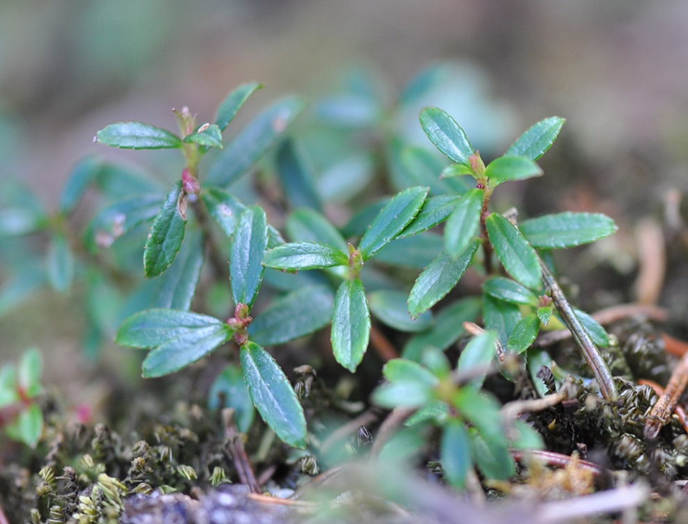 Image of familia Ericaceae specimen.