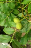 Смотреть изображение Juglans regia