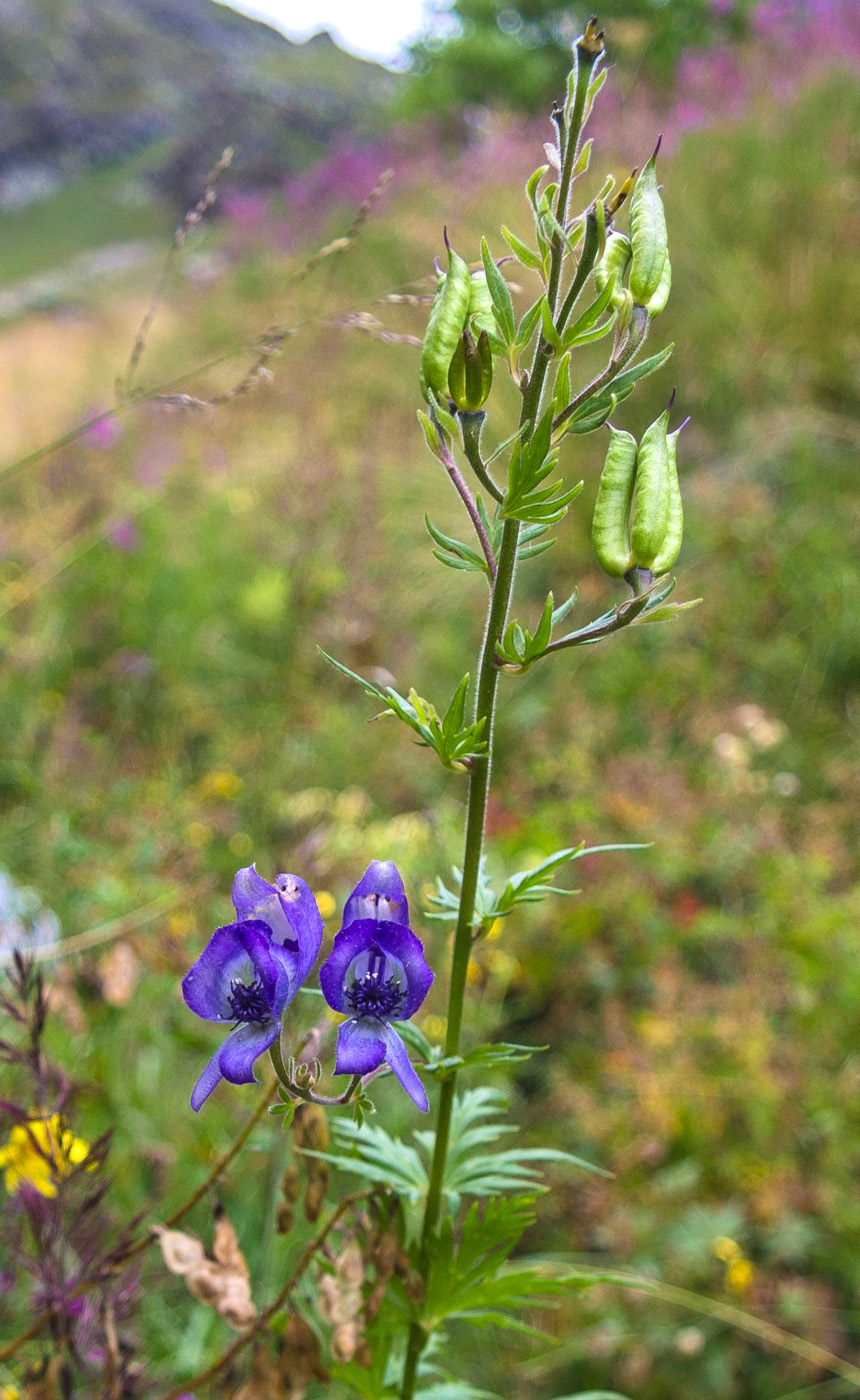 Изображение особи род Aconitum.