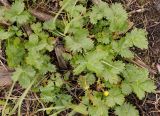 Potentilla gelida subspecies boreo-asiatica. Прикорневые листья. Якутия, Нерюнгринский р-н, окр перевала Тит, в полосе ЛЭП в р-не 502 км трассы АЯМ. 12.07.2016.