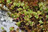 Vaccinium uliginosum ssp. microphyllum