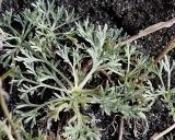 Artemisia glomerata. Прикорневые листья. Камчатский край, Усть-Камчатский р-н, между ст. вулканологов \"Подкова\" и вулканами Ключевской группы. 24.08.2016.