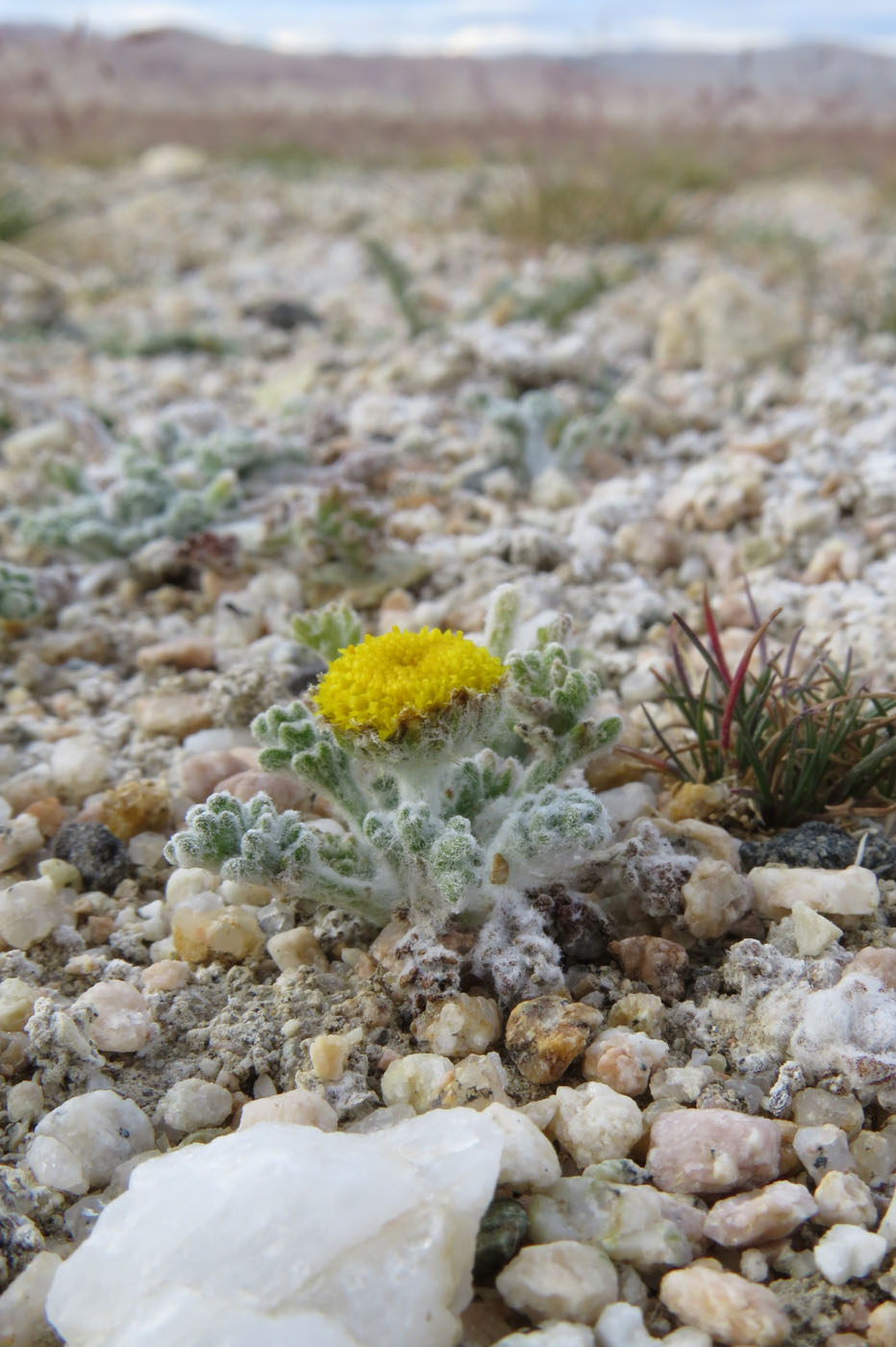 Image of Cancrinia krasnoborovii specimen.