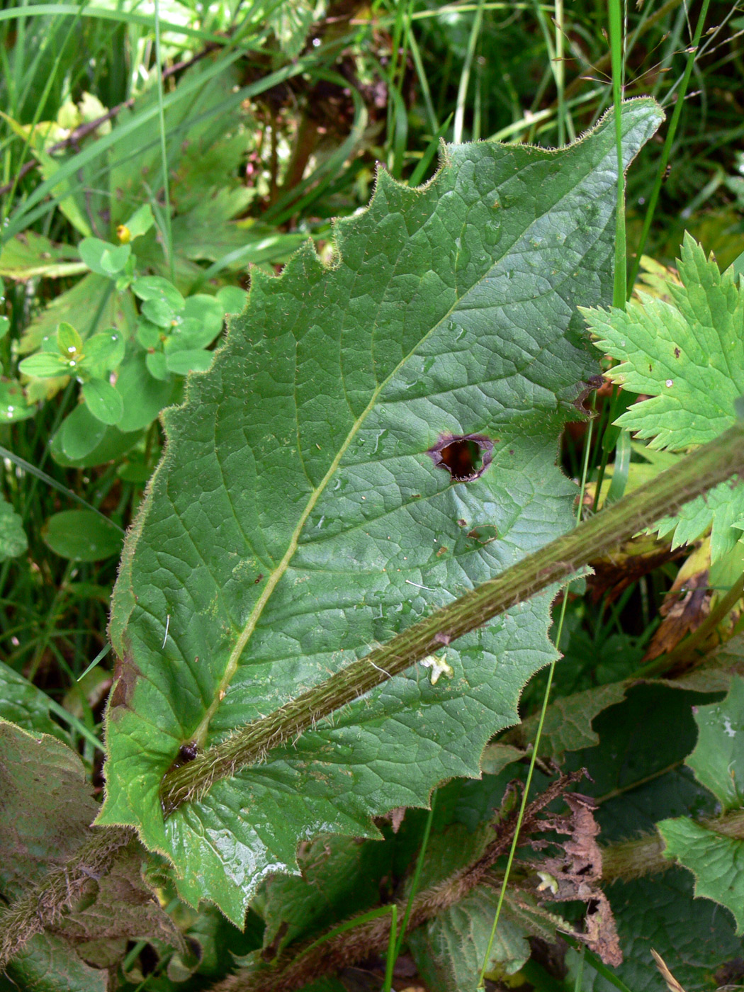 Image of Crepis sibirica specimen.