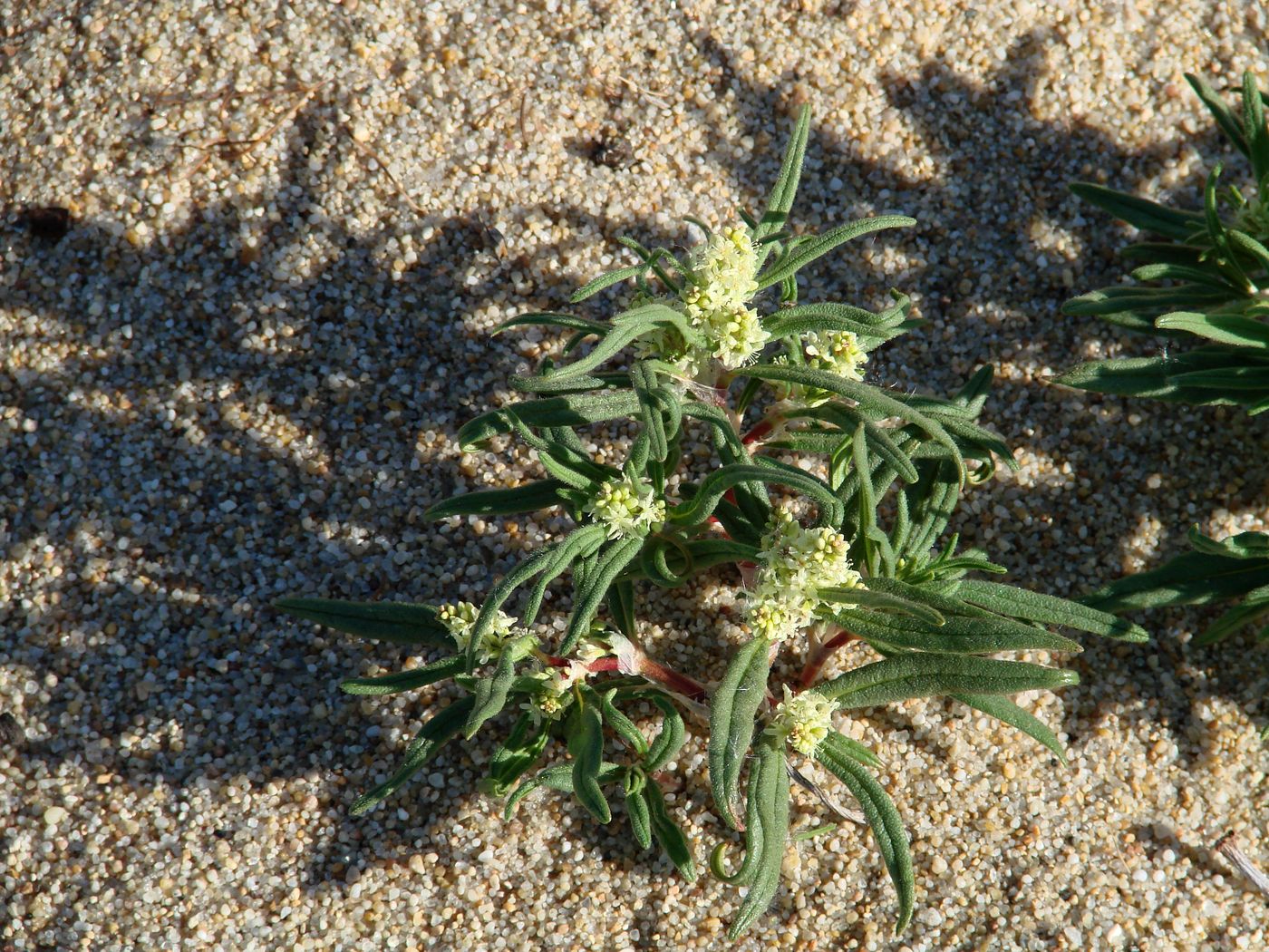 Image of Aconogonon ocreatum var. laxmannii specimen.