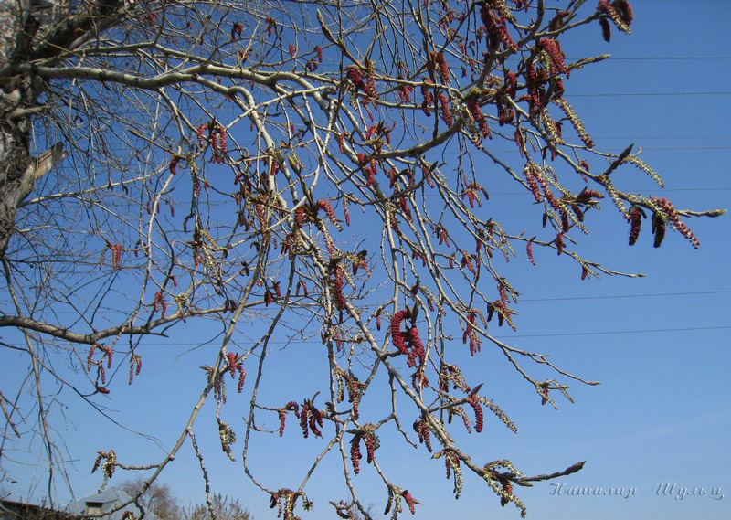 Изображение особи Populus balsamifera.