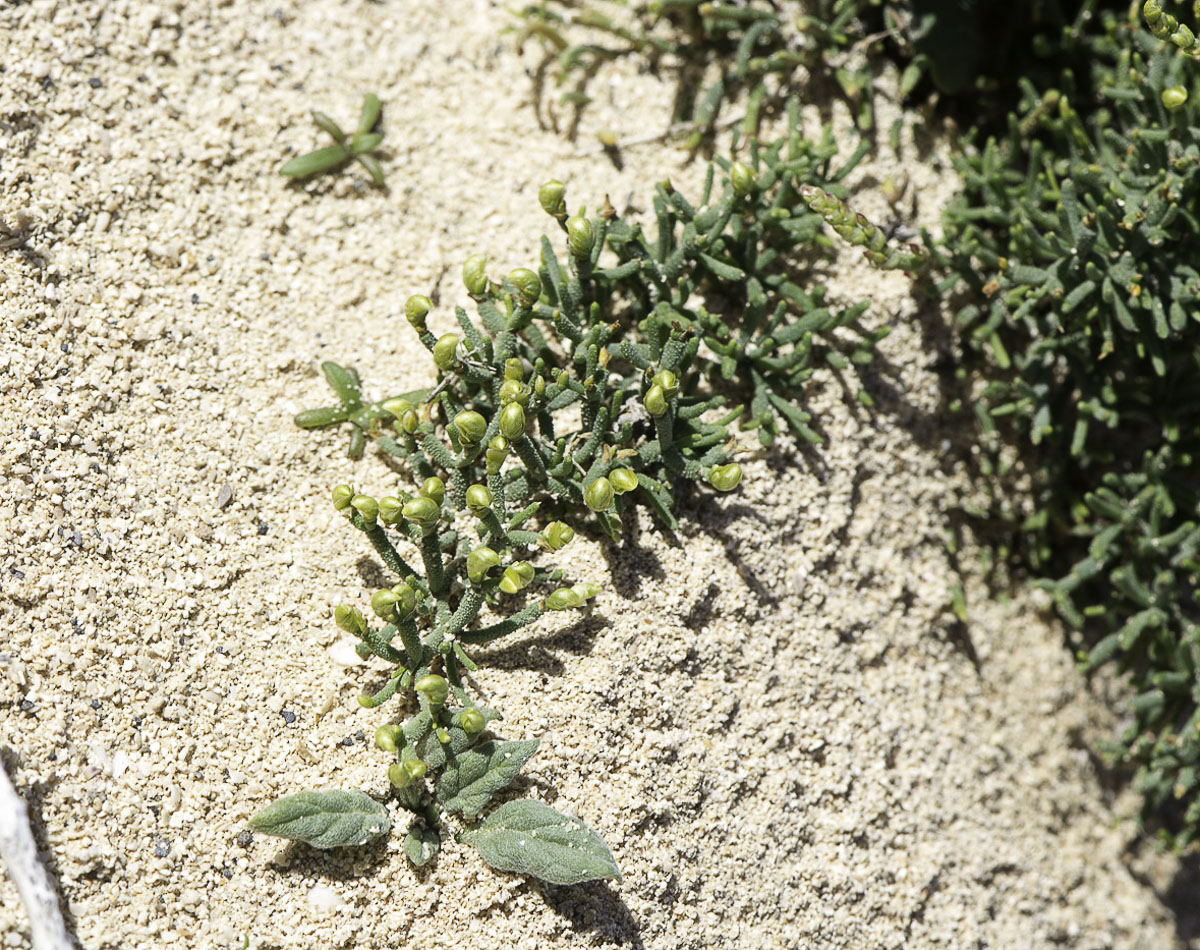 Изображение особи Limonium papillatum.