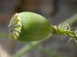 Papaver rhoeas