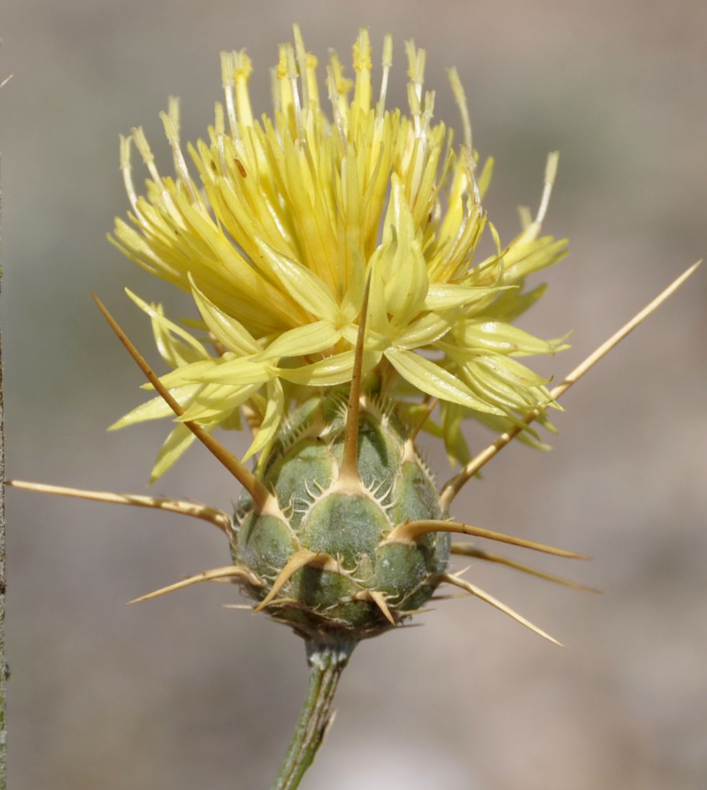 Image of Centaurea salonitana specimen.