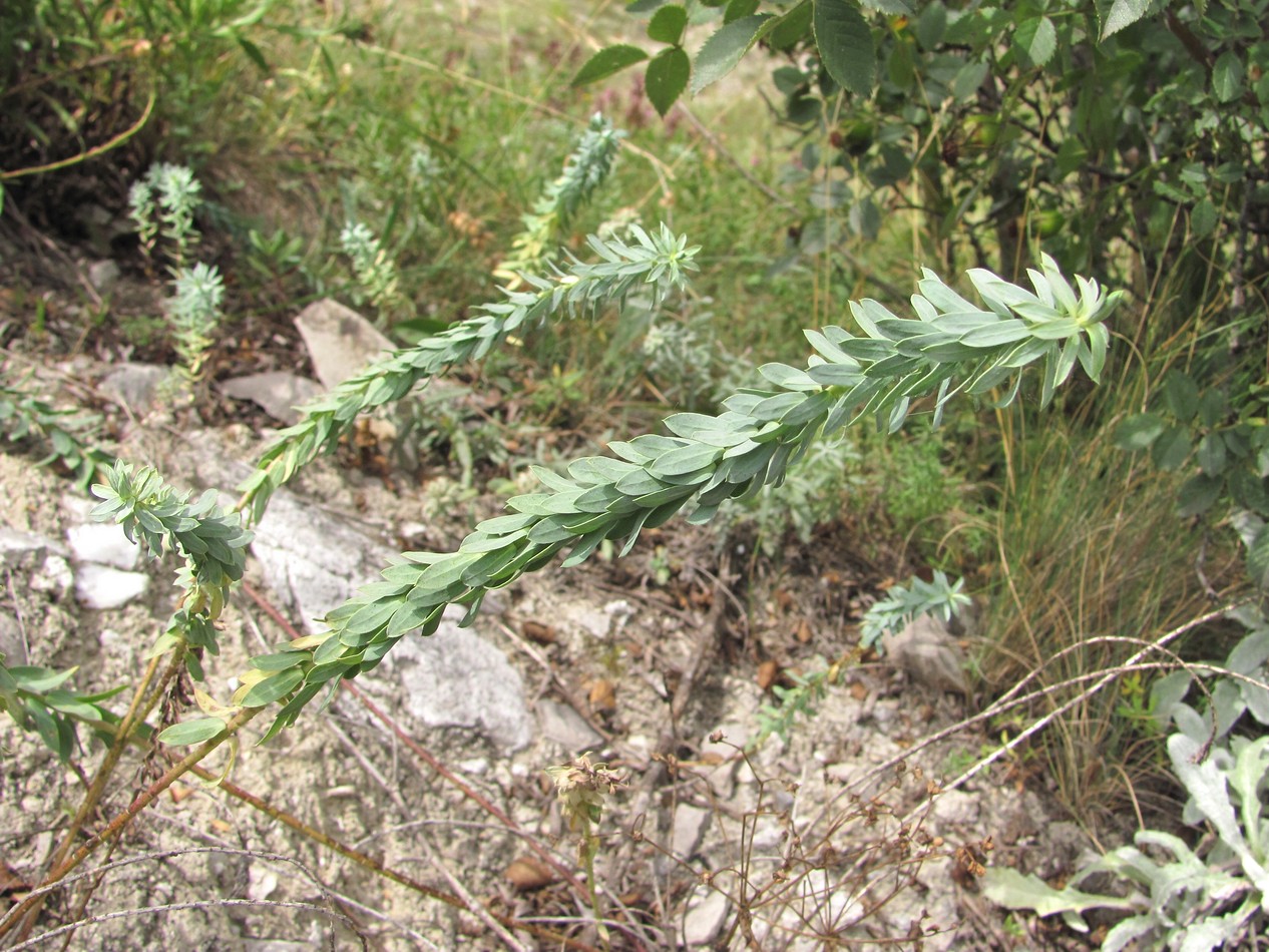 Image of genus Euphorbia specimen.