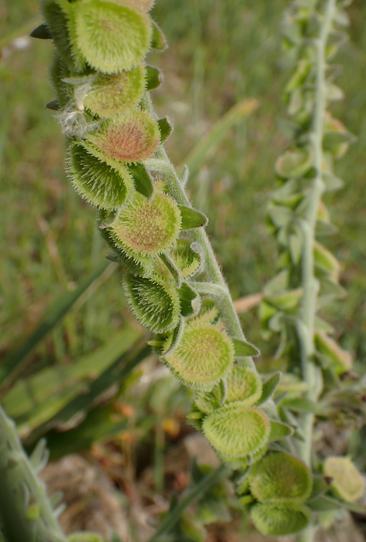 Изображение особи Cynoglossum columnae.