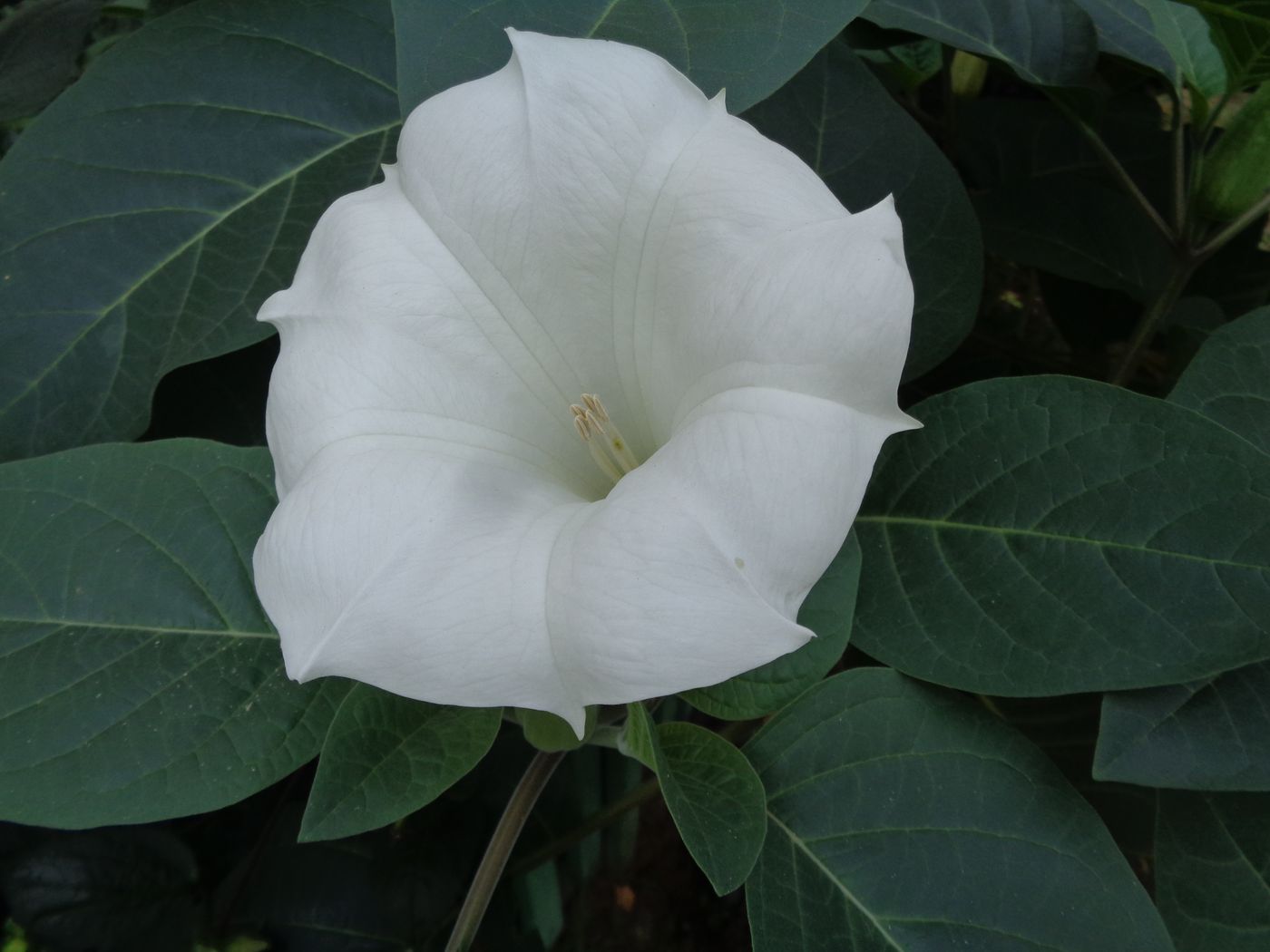 Изображение особи Datura innoxia.