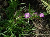 семейство Aizoaceae. Цветущее растение. Иркутская обл., г. Иркутск, цветник во дворе дома. 05.08.2018.