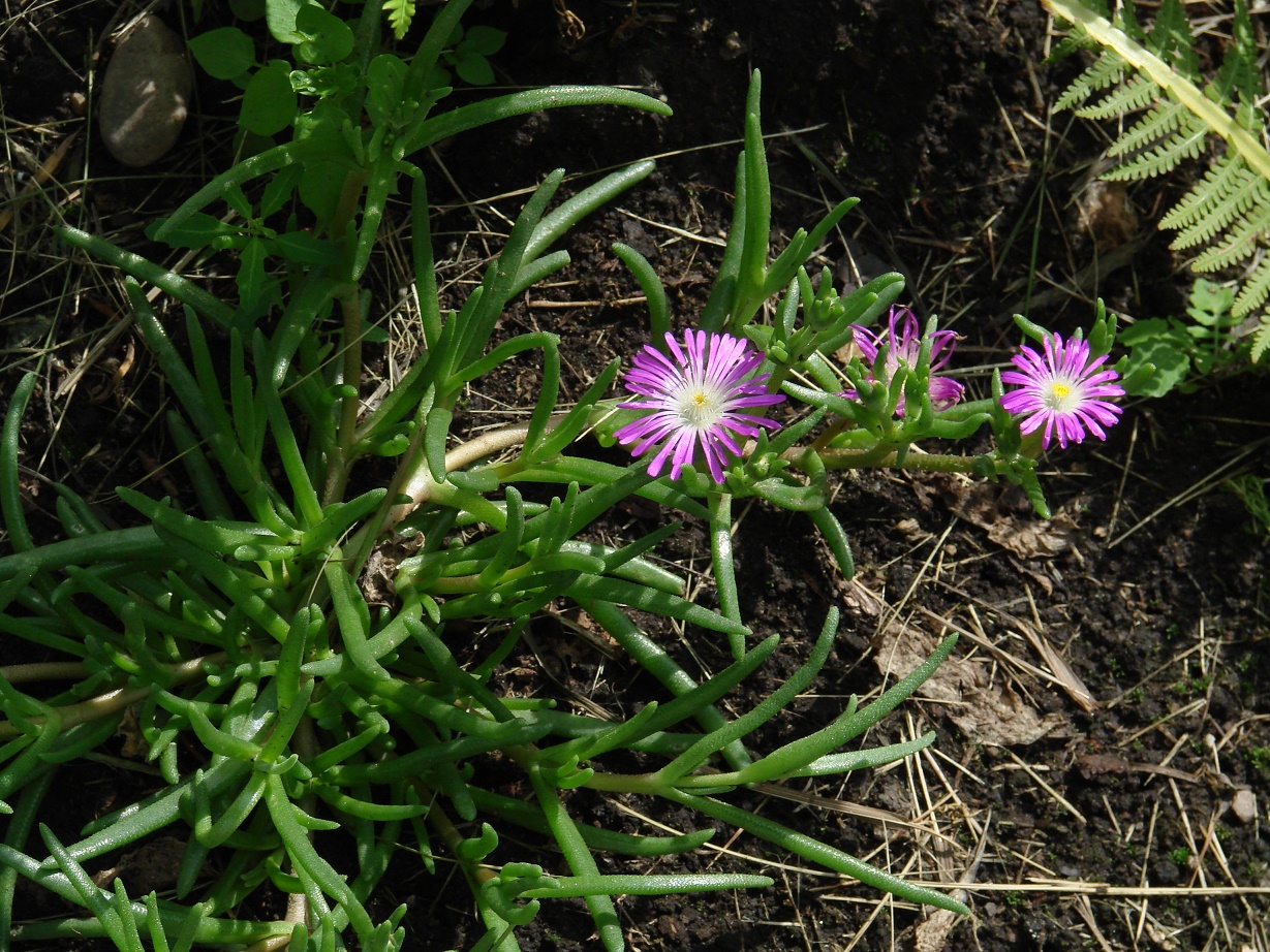 Image of familia Aizoaceae specimen.