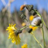 Sonchus humilis. Верхушка побега с соцветиями. Кольский п-ов, Кандалакшский берег Белого моря, приморский луг у границы с песчаным пляжем. 24.07.2018.