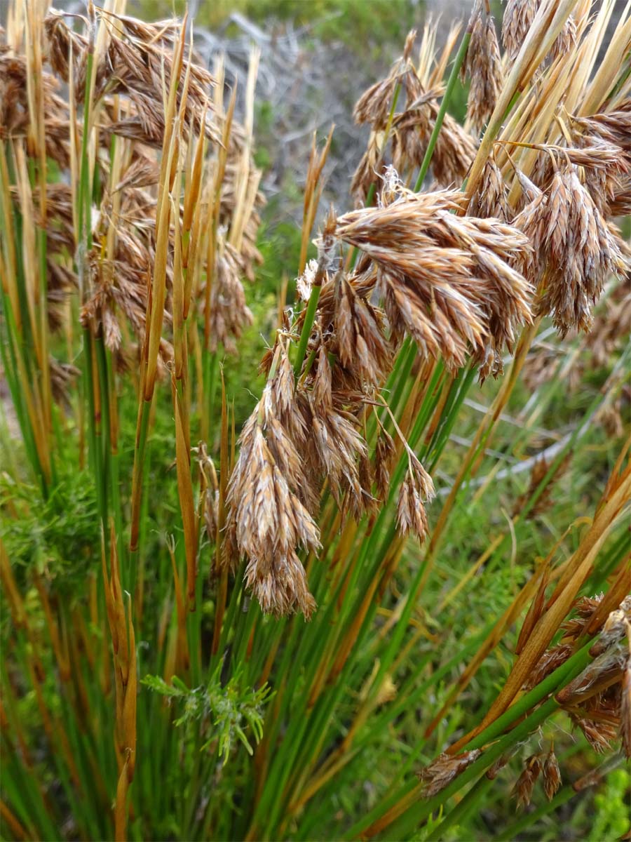 Image of Thamnochortus acuminatus specimen.