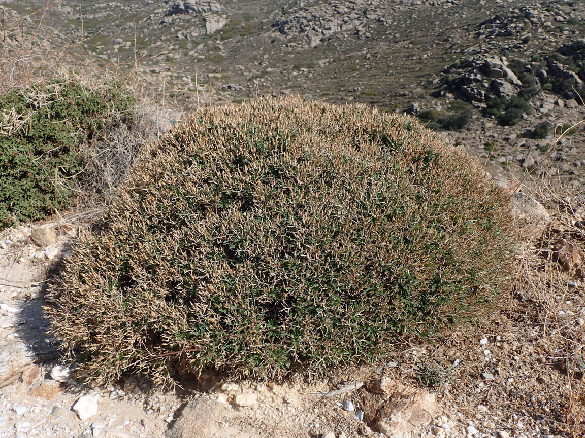 Image of Centaurea spinosa specimen.