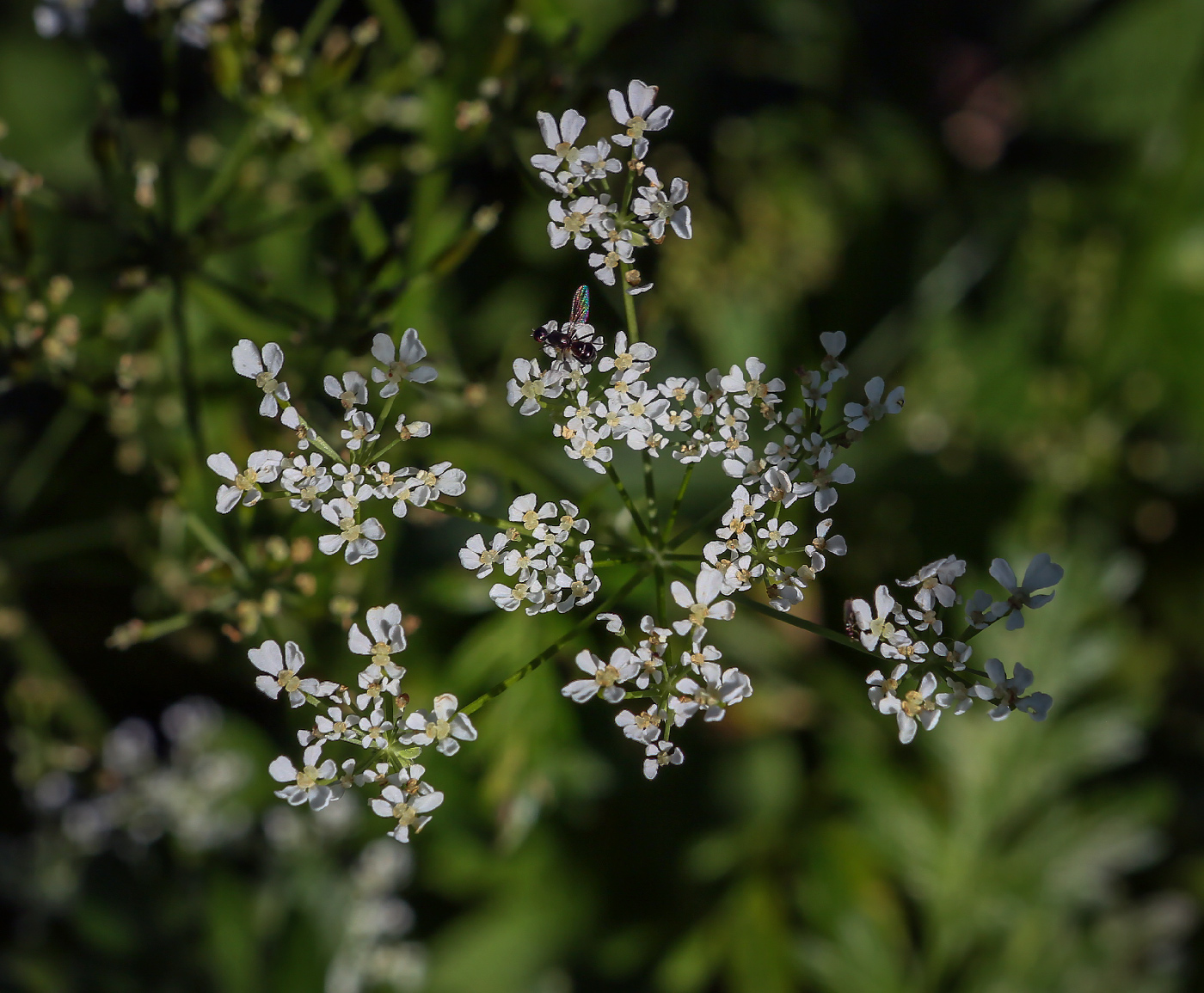 Image of Anthriscus sylvestris specimen.