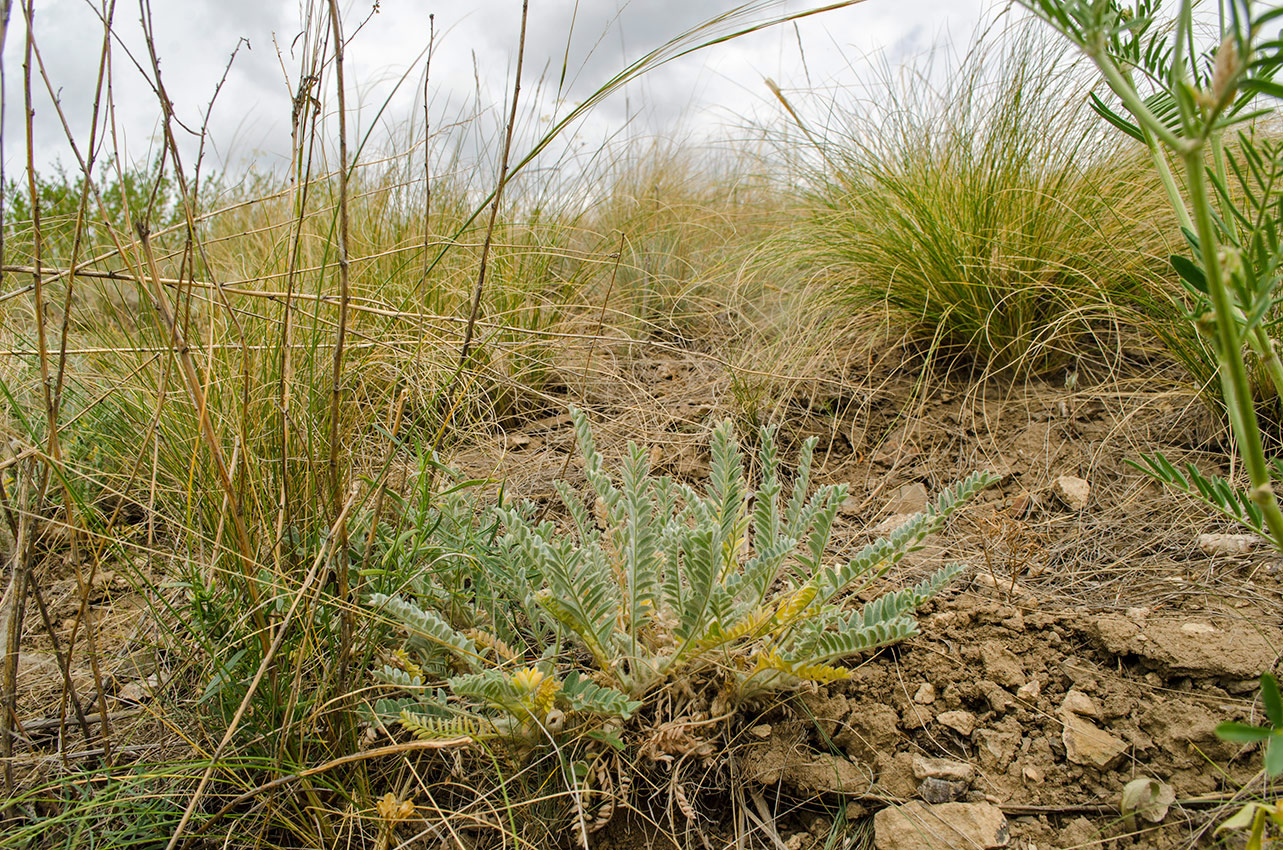 Изображение особи Astragalus testiculatus.