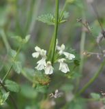 род Stachys