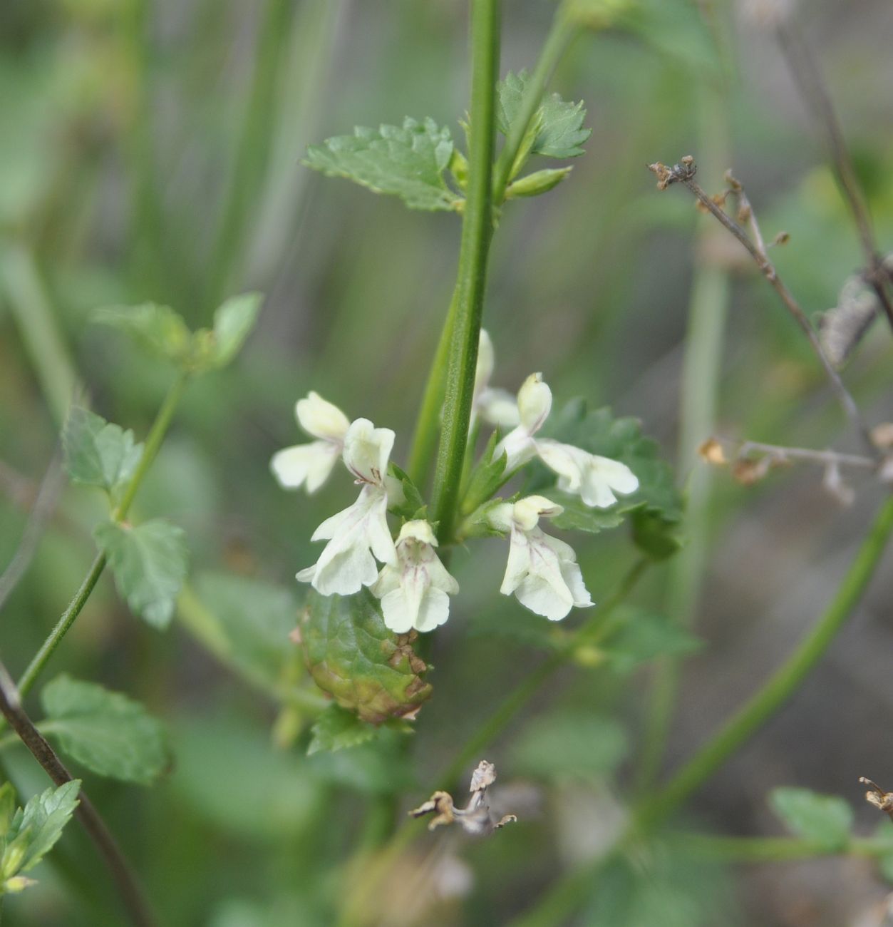 Image of genus Stachys specimen.