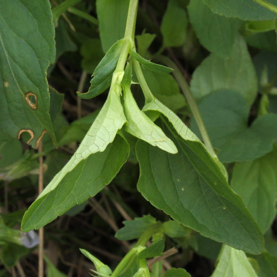 Image of Viola ruppii specimen.