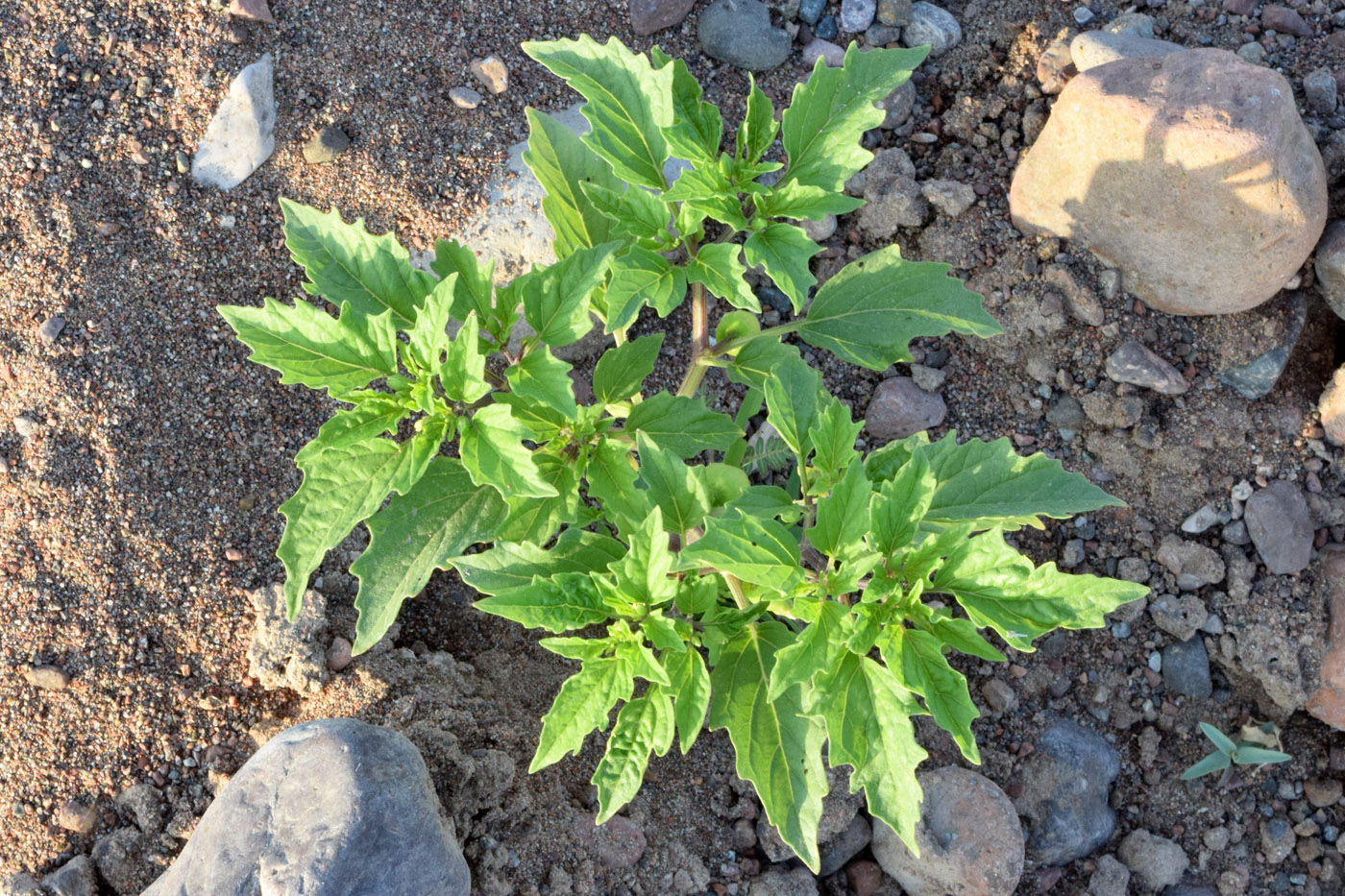 Image of Physalis angulata specimen.