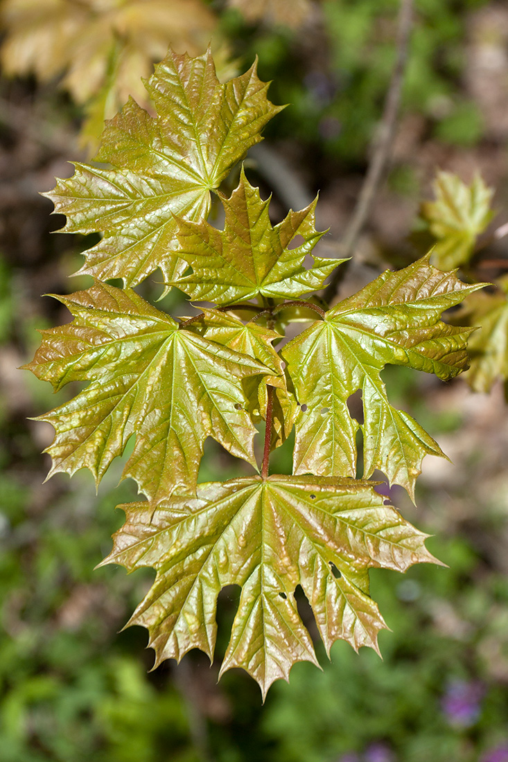 Image of Acer platanoides specimen.