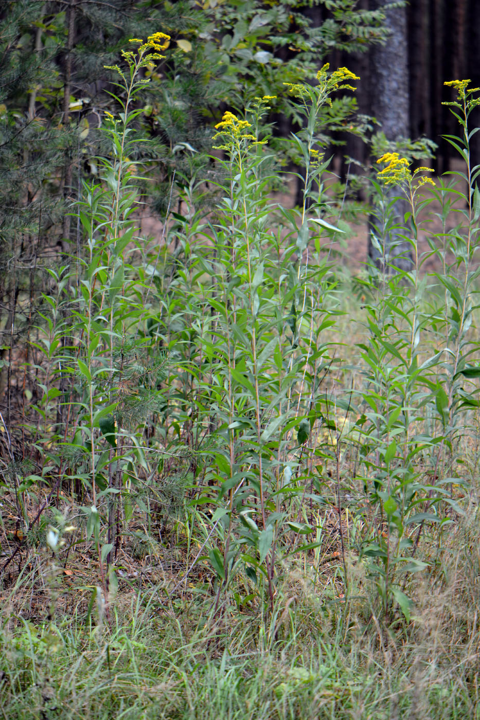 Image of Solidago gigantea specimen.