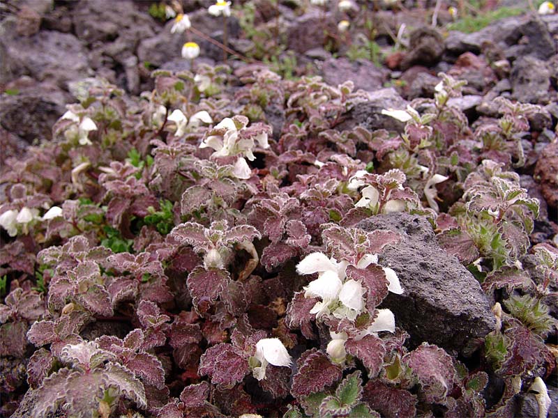 Изображение особи Lamium tomentosum.