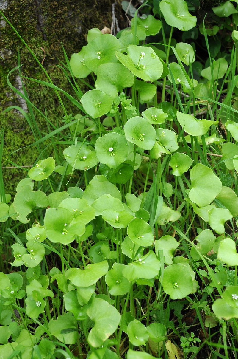 Изображение особи Claytonia perfoliata.