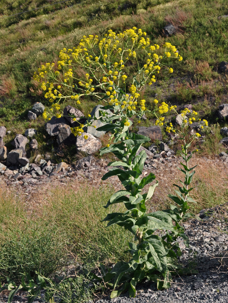 Image of Isatis costata specimen.