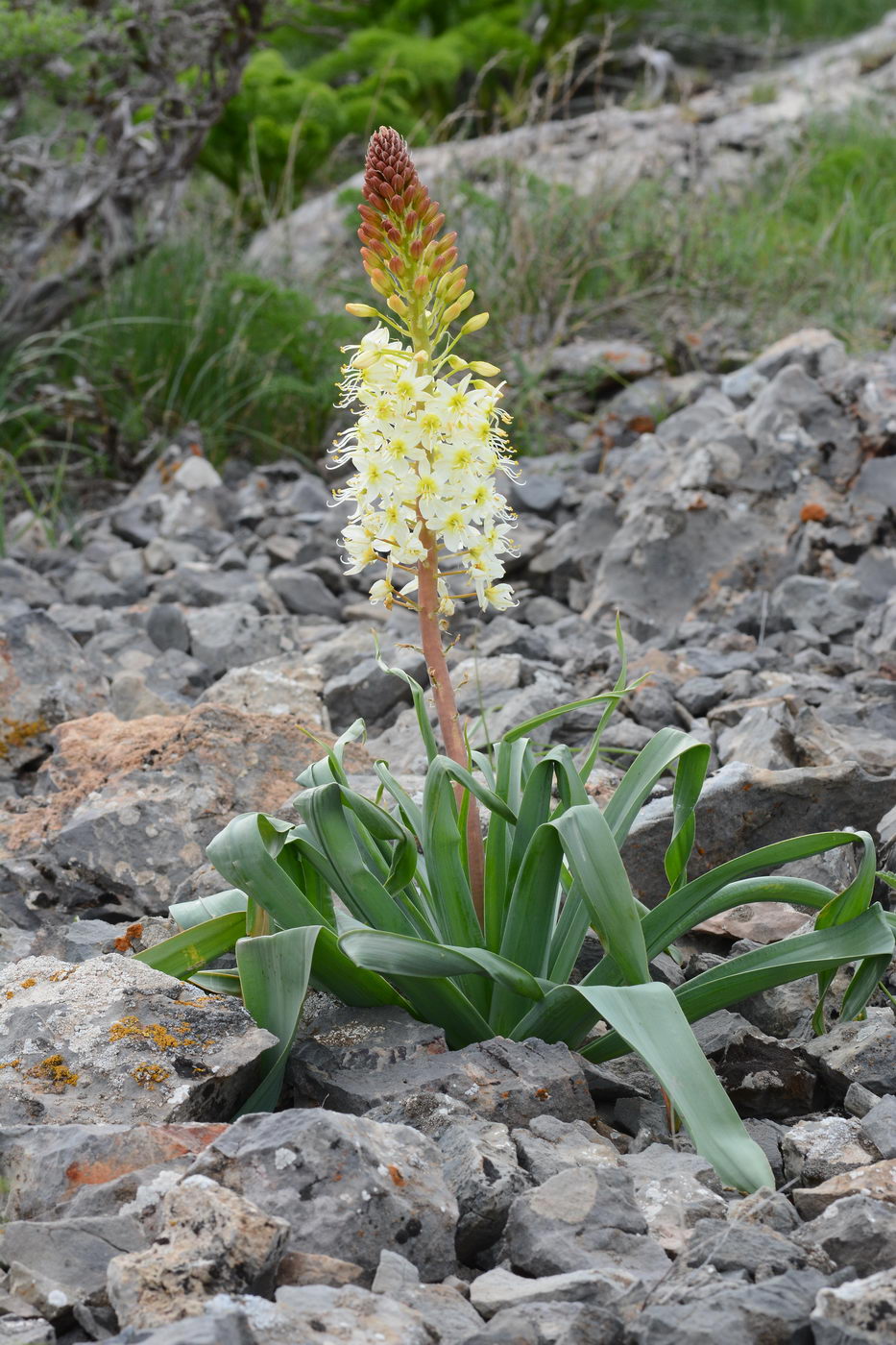 Image of Eremurus lactiflorus specimen.