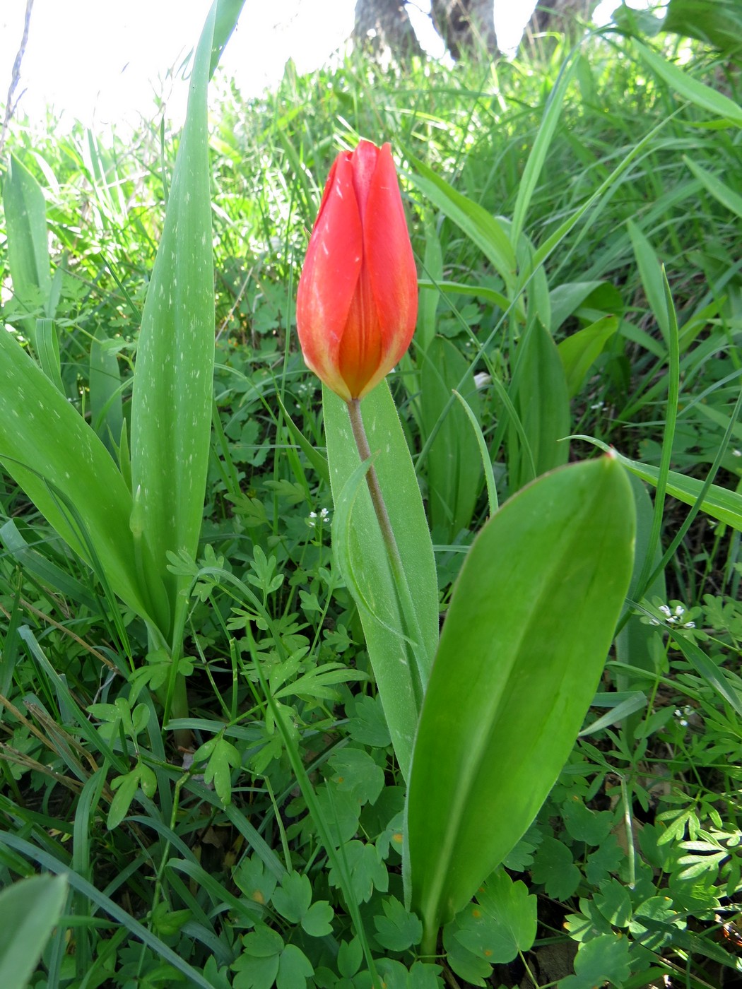 Image of Tulipa praestans specimen.