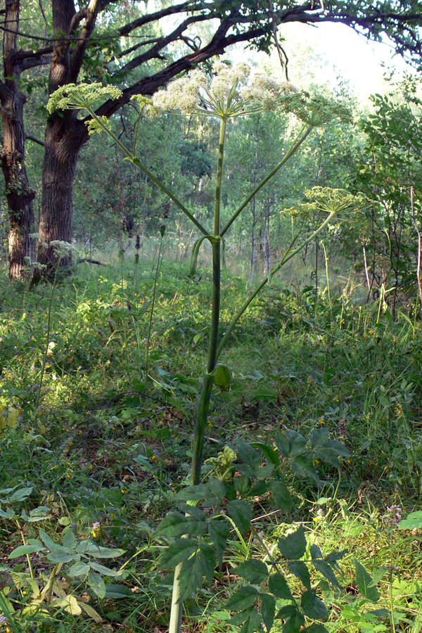 Image of Angelica sylvestris specimen.