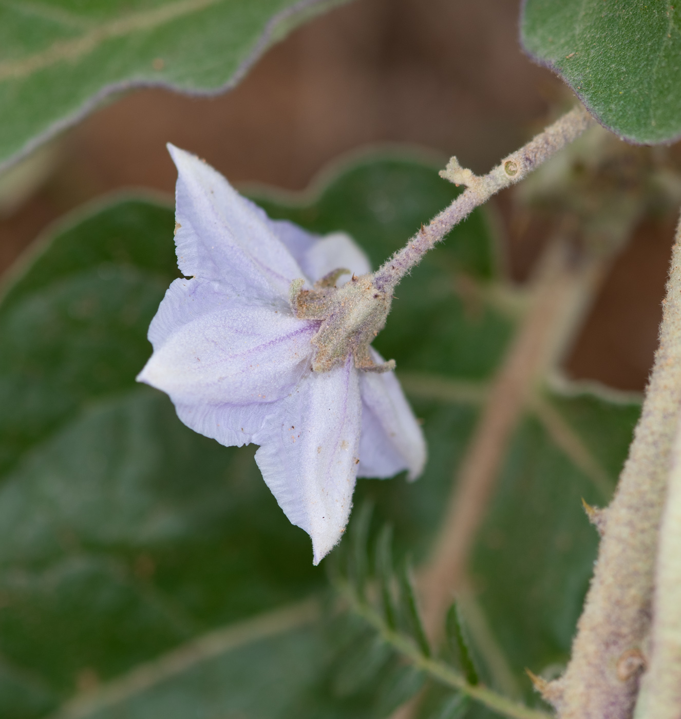 Image of Solanum lichtensteinii specimen.