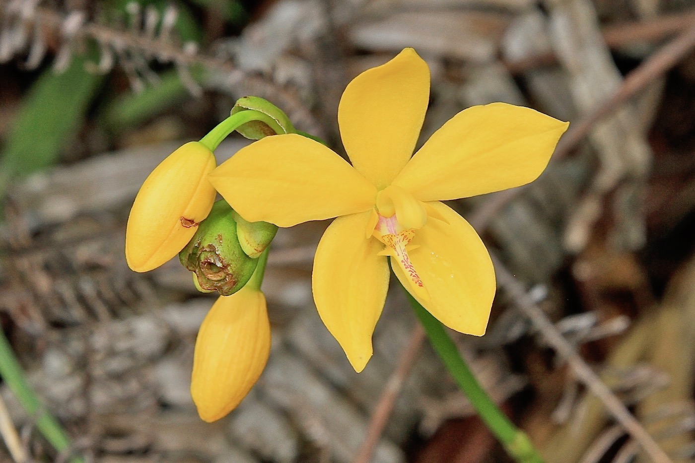 Изображение особи Spathoglottis microchilina.