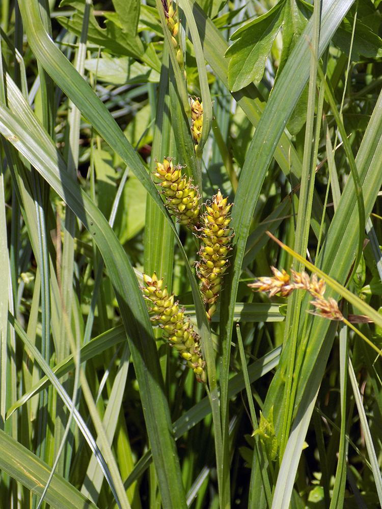 Изображение особи Carex riparia.