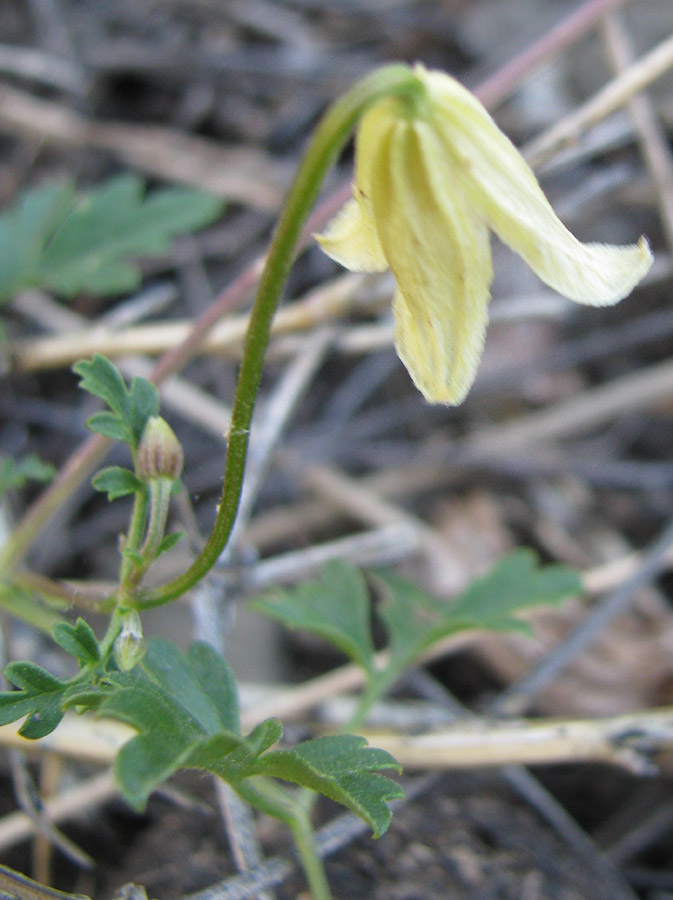 Image of Clematis latisecta specimen.