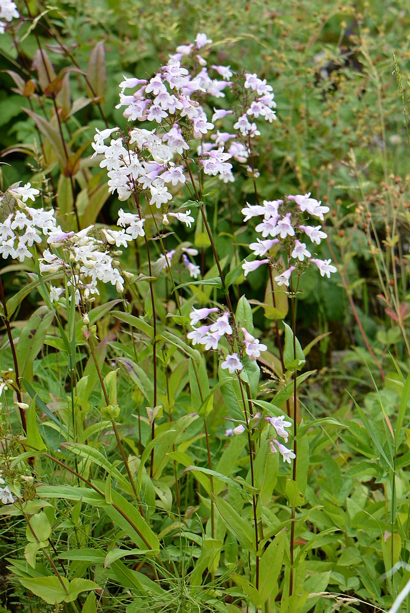 Image of genus Penstemon specimen.