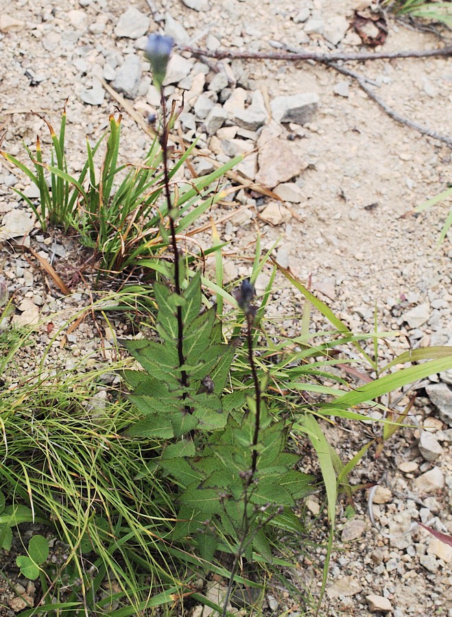 Image of Platycodon grandiflorus specimen.