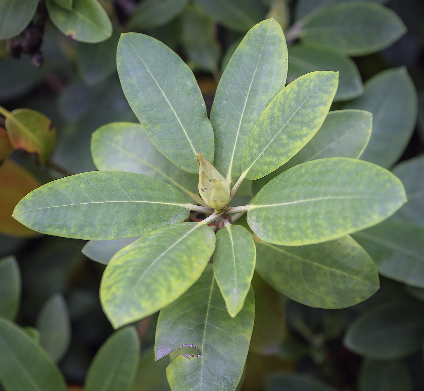 Image of Rhododendron catawbiense specimen.