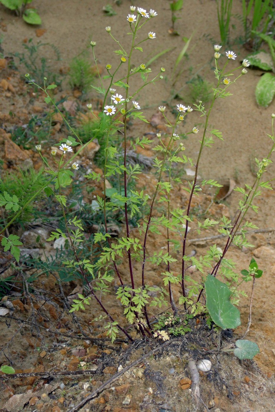 Изображение особи Pyrethrum parthenifolium.